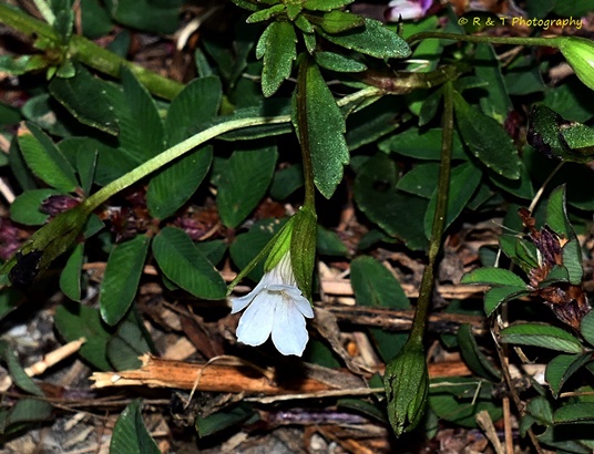 {Mecardonia acuminata}